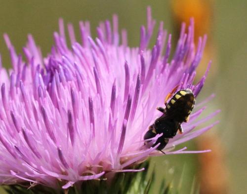 Pseudoanthidium sp.
